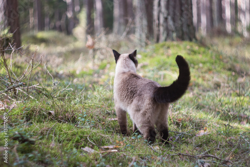 Beautiful female siamese cat walking in forest, on blurry background © dmitrybunin