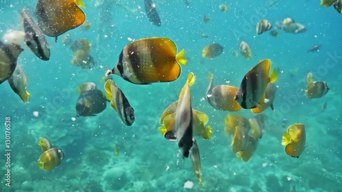 Underwater footage of a group of beautiful coral reef fish in Nusa Penida, Bali, Indonesia. photo