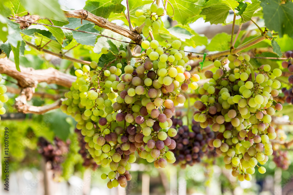 bunch of grape on vine grape