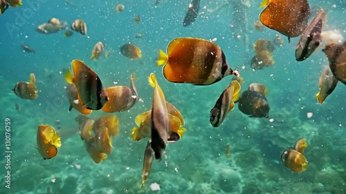 Underwater footage of a group of beautiful coral reef fish in Nusa Penida, Bali, Indonesia. photo