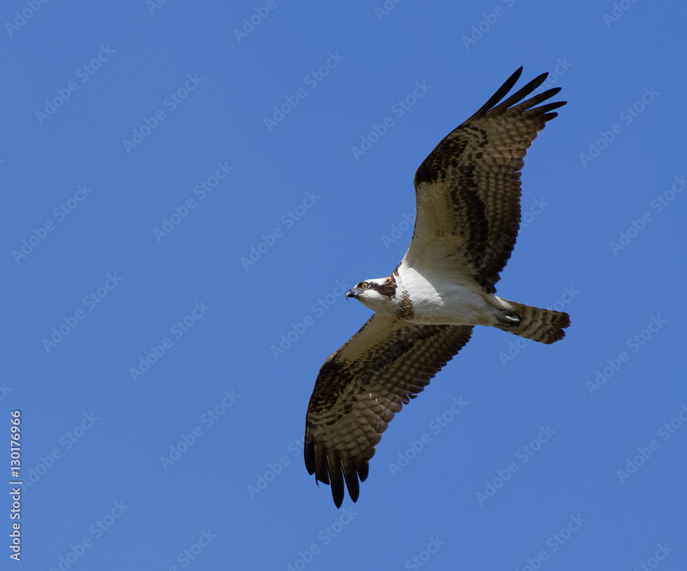 Obraz premium Flying Hawk