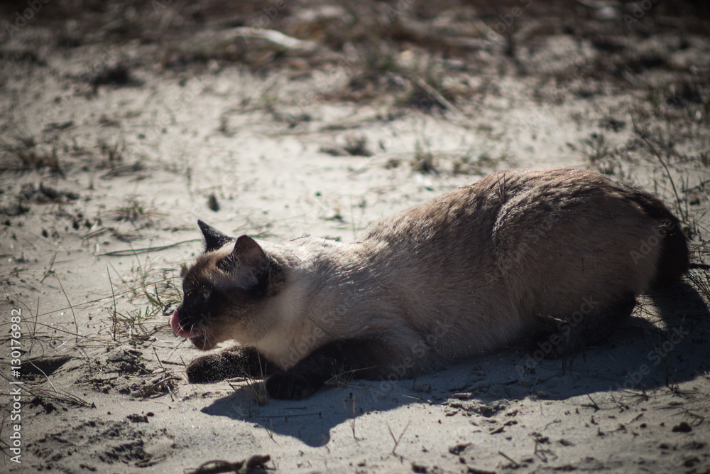 Beautiful brown Siamese cat on the beach, red tongue licked Beautiful brown Siamese cat on the beach, red tongue licked