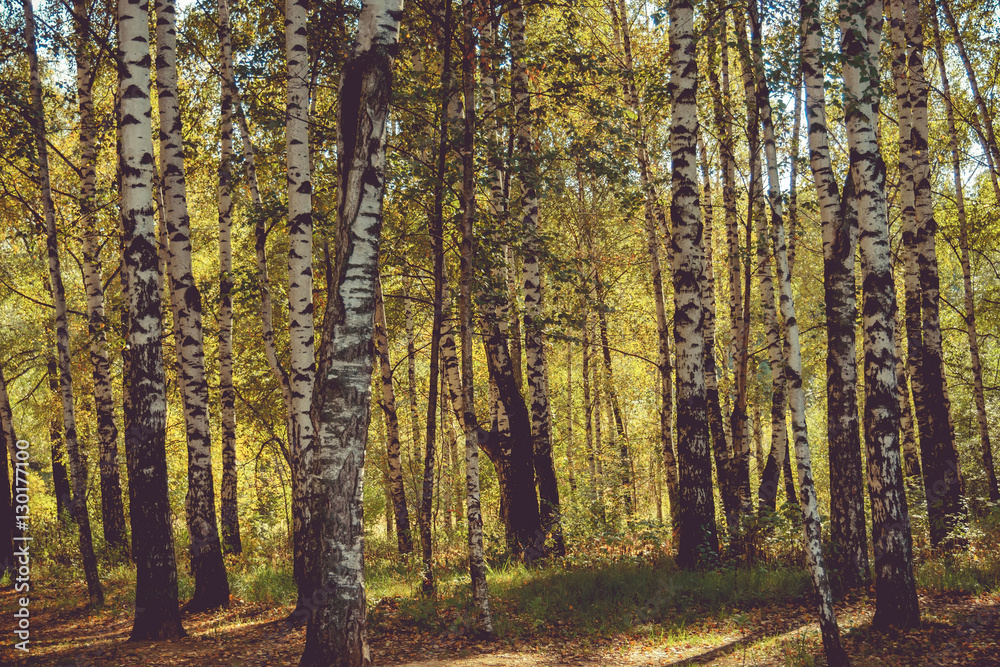 Birch Trees in Autumn Park Retro