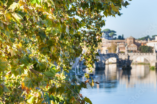branch of sycamore tree and Tiber River in Rome