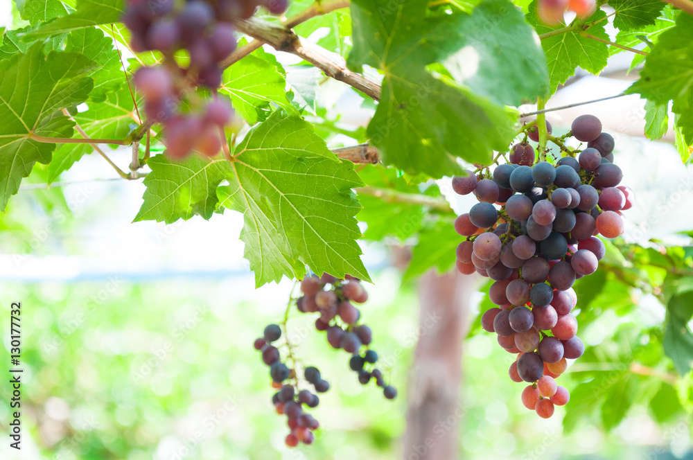 Bunches of wine grapes hanging on the vine with green leaves  in garden