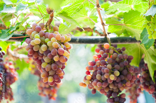 Bunches of wine grapes hanging on the vine with green leaves in garden