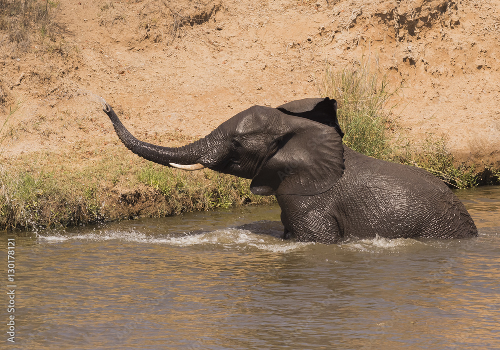 African Elephant, loxodonta africana, water coming out of his trunk river, Kruger National Park, South Africa
