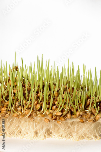 Fresh sprout wheat seeds with roots