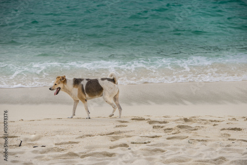 Fototapeta Naklejka Na Ścianę i Meble -  Dog at the beach in Koh Lipe island Thailand
