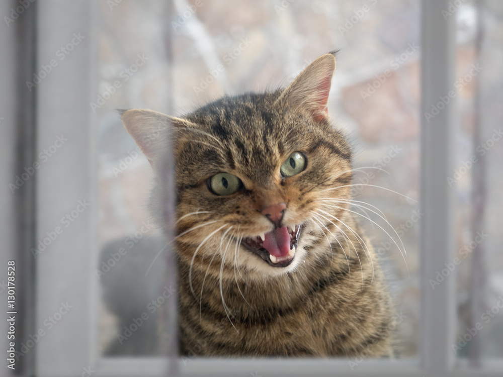 street cat begging to the house, peering through a window. The cat meows