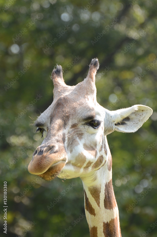 Obraz premium アミメキリン