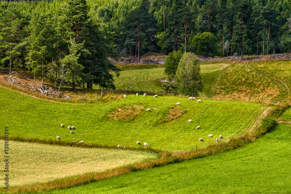 Sheep eating grass on field in Norway, Bru, Stavanger, Norway