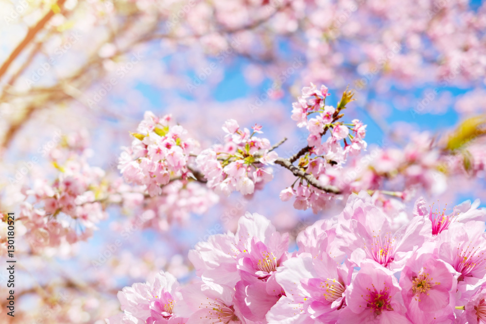 Soft Focus of Pink Cherry Blossom or Japanese Sakura Flower are Blooming in Spring, Spring Signature of Japan