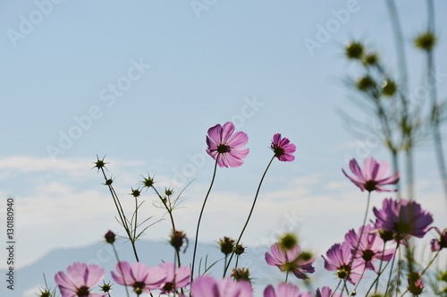 cosmos blooming in field and mountain background