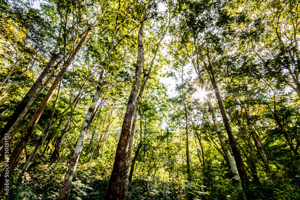 Obraz premium forest in chiangmai Thailand