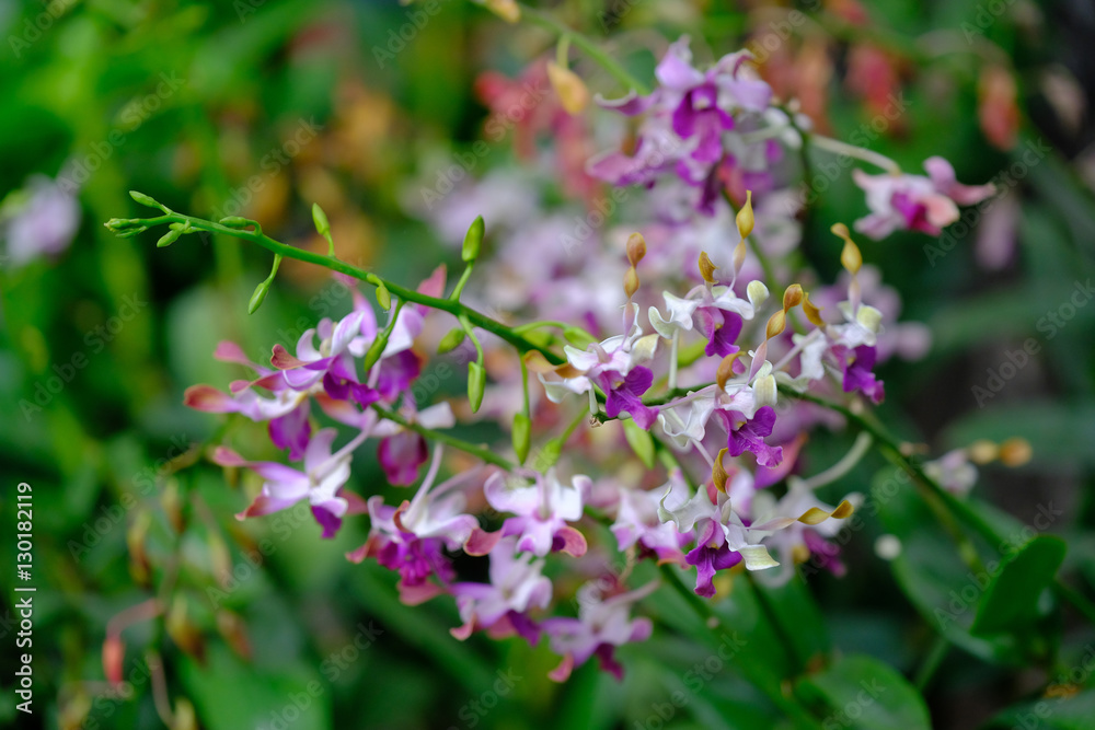 Beautiful Orchid Flower in the orchid garden Beautiful Orchid Flower in the orchid garden