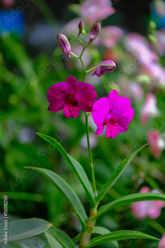 Beautiful Orchid Flower in the orchid garden