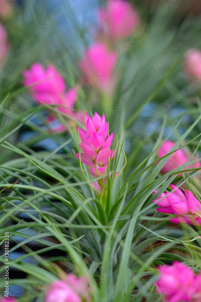 Fototapeta premium Close up of Bromeliad flower Beautiful flowers