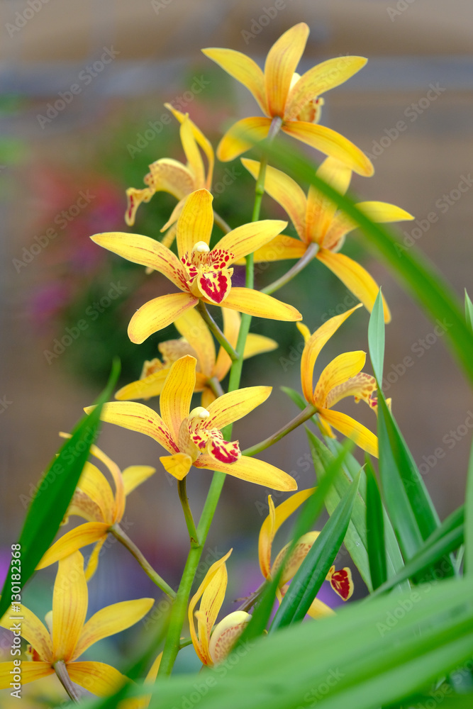Beautiful Orchid Flower in the orchid garden