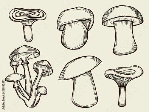 vector illustrations of mushrooms