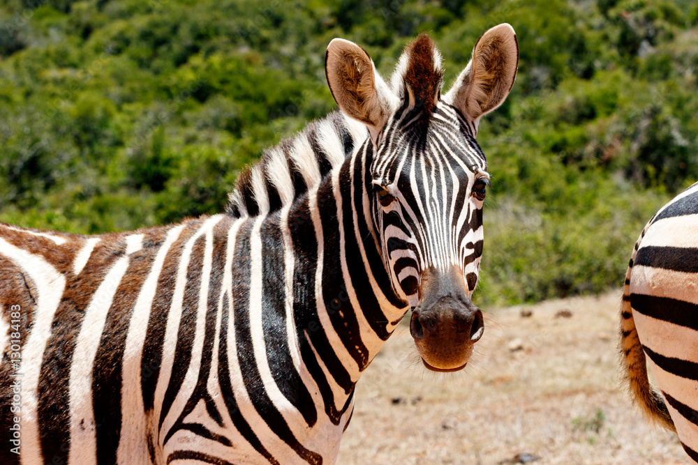 Fototapeta premium Zebra patrzy na ciebie