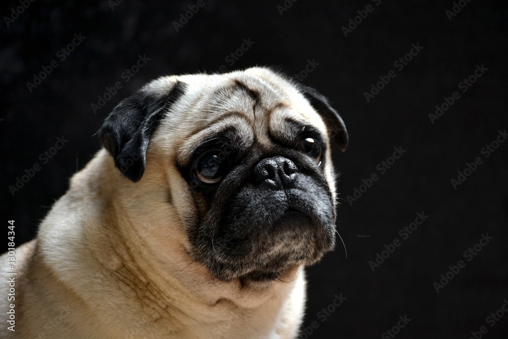 Portrait of dog pug