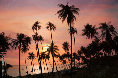 Silhouettes of coconut palm trees