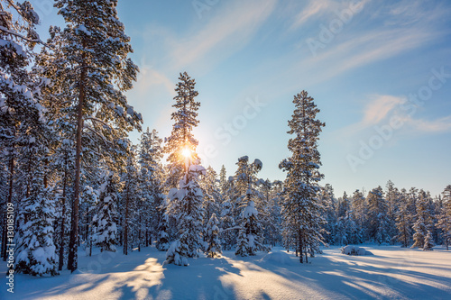 Winter snowy Landscape with sun and snow covered trees