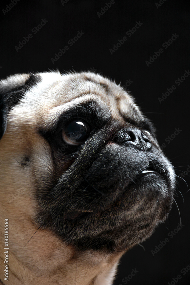 Obraz premium Pug dog looking toward up
