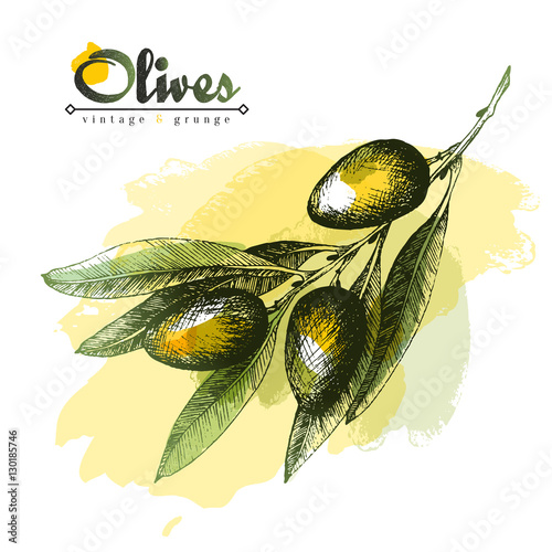 Olive branch vector colourful isolated illustration with watercolor spots, sketch hand drawn style, olives, leaves, lettering.