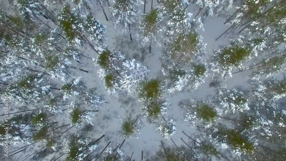 Winter forest from above. Aerial flight over forest covered with snow. 4K. Winter forest from above. Aerial flight over forest covered with snow. 4K.