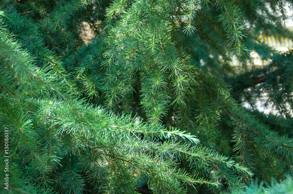 Coniferous branch. Green background.