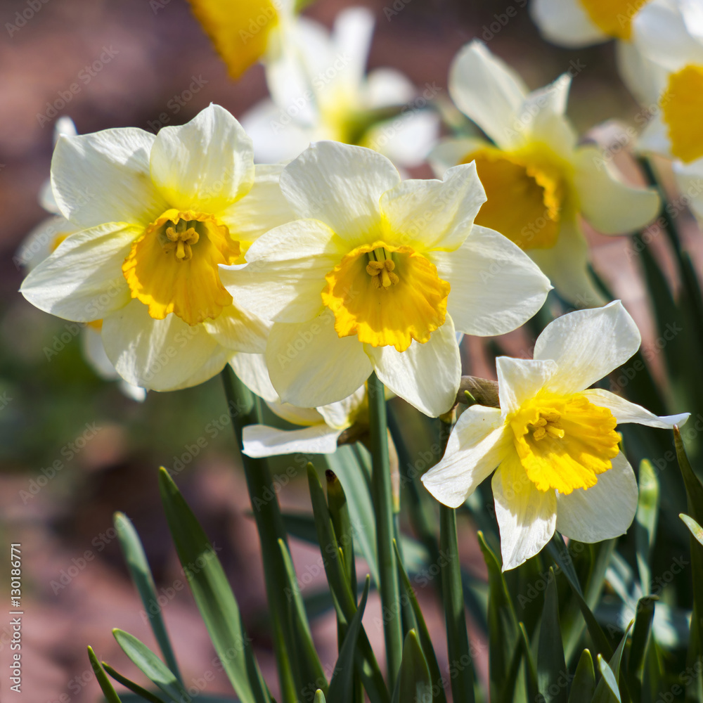 white daffodils