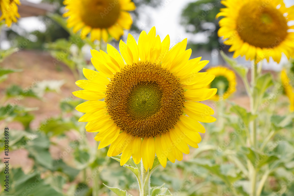 Sunflower in field.