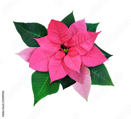 Poinsettia isolated on white background.