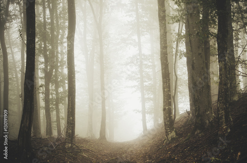 forest path on foggy day