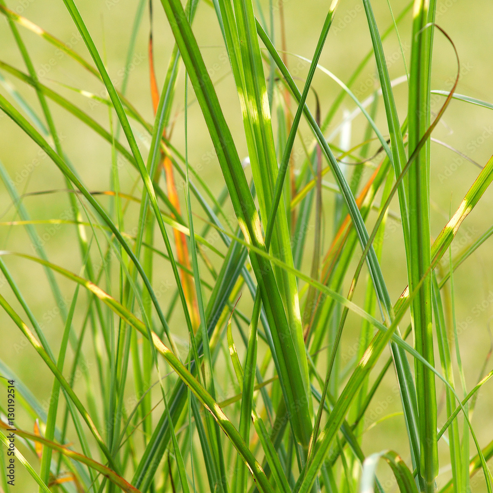 Miscanthus sinensis Punktchen Miscanthus sinensis Punktchen