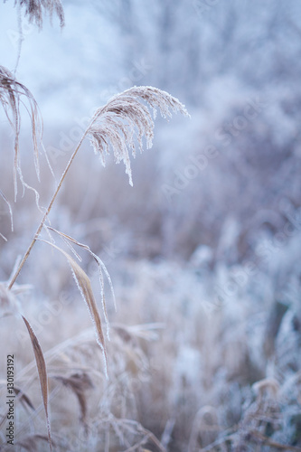 Frozen reed © Creaturart