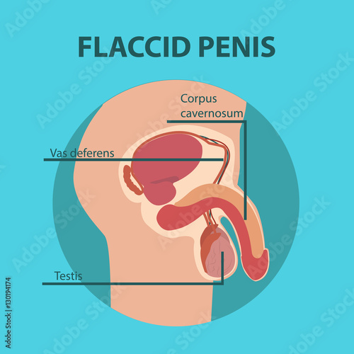 Flaccid penis of male sex organ