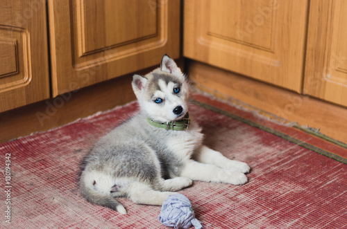Puppy Siberian Husky with blue eyes laying at home.