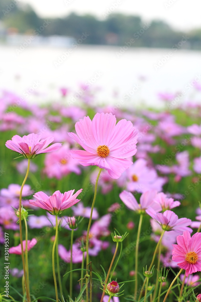 Cosmos flower Cosmos flower
