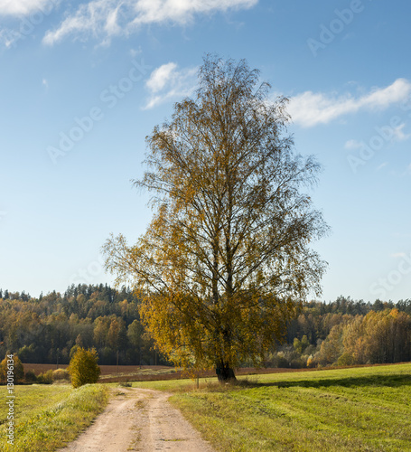 Countryside road with a lonely birch, Europe