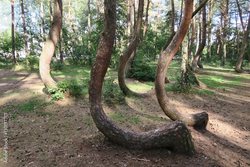 the crooked forest, Krzywy Las, Poland