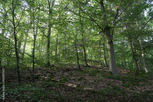 Beech Forest