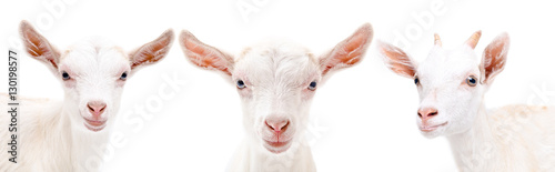 Portrait of a goats, closeup

