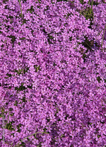 Polsterphlox, Phlox subulata, Teppich-Phlox