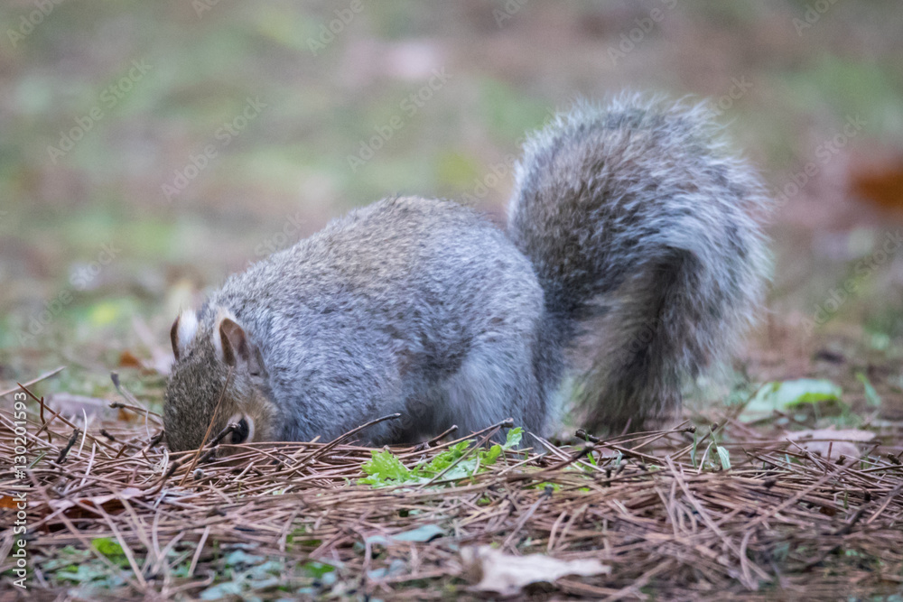 Grey Squirrel