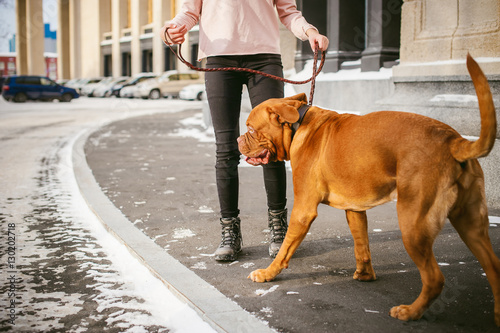 winter walk in the snow with a dog breed Dogue de Bordeaux. girl walking a big red dog on a leash