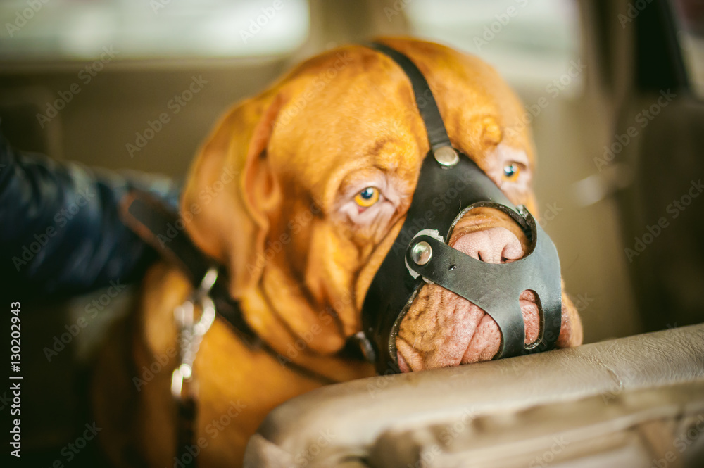 Muzzle for dogue de cheap bordeaux