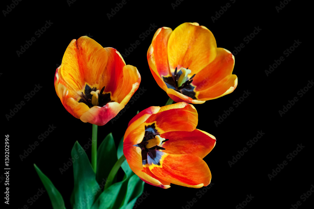 Bouquet of orange tulips, floral motif wallpaper Bouquet of orange tulips, floral motif wallpaper